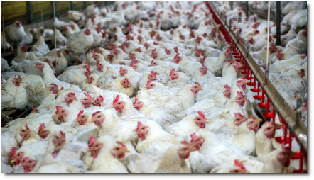 Chickens caged in overcrowded conditions