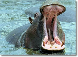 Hippo's mouth